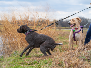 two dogs on leashes, one pulling away from its owner