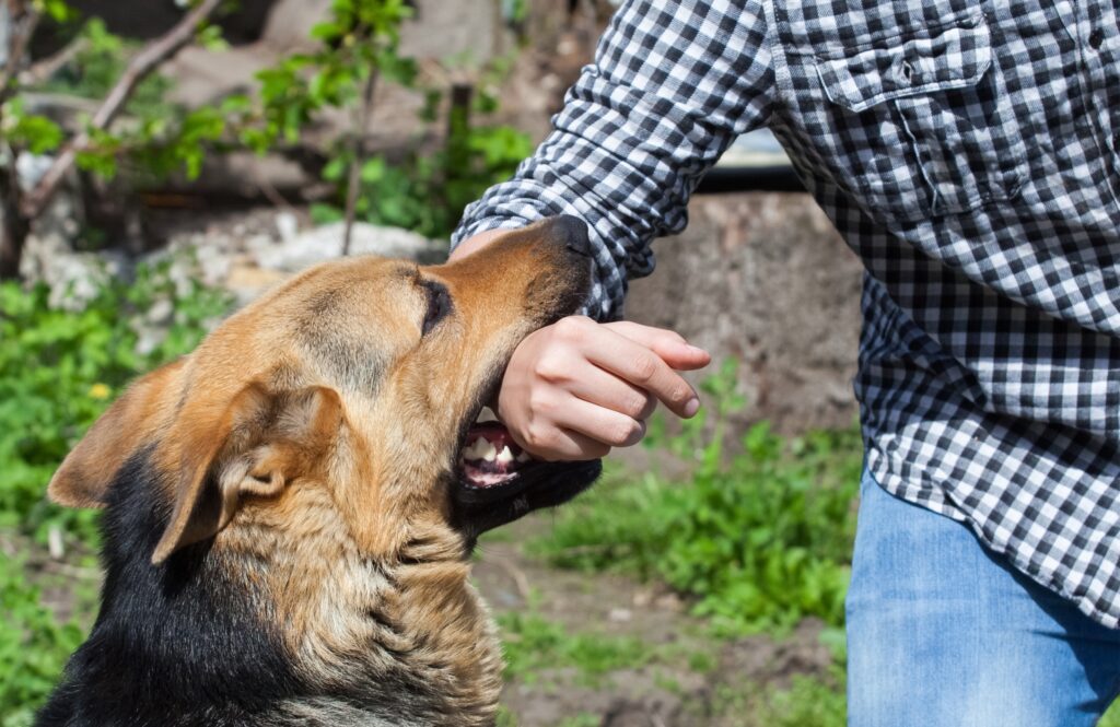 Raleigh Dog Bite Lawyer