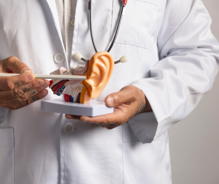 doctor holding a model of an ear